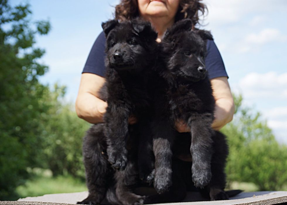 Шикарные черные длинношерстные девочки.