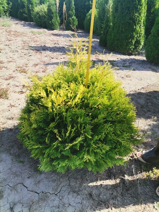 Туї Смарагд, шаровидні туї, барбариси, можевельники, самшит.