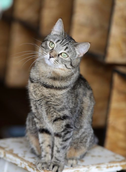 Твинки котенок 1 год, чудесная ласковая девочка, лапочка кошка