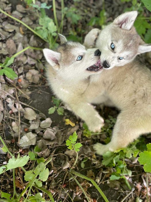 Продам щенят Хаскі