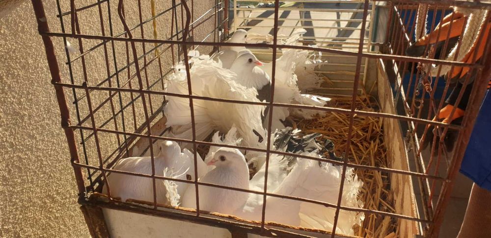 Sprzedam gołębie pawiki 5 szt