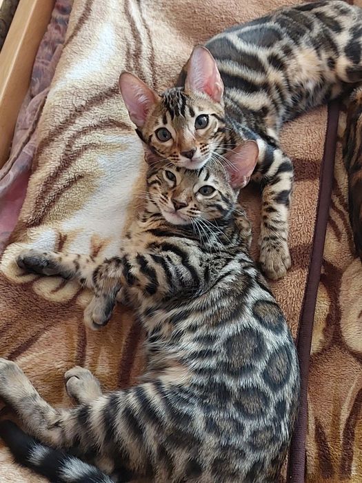 Кот бенгальской породы