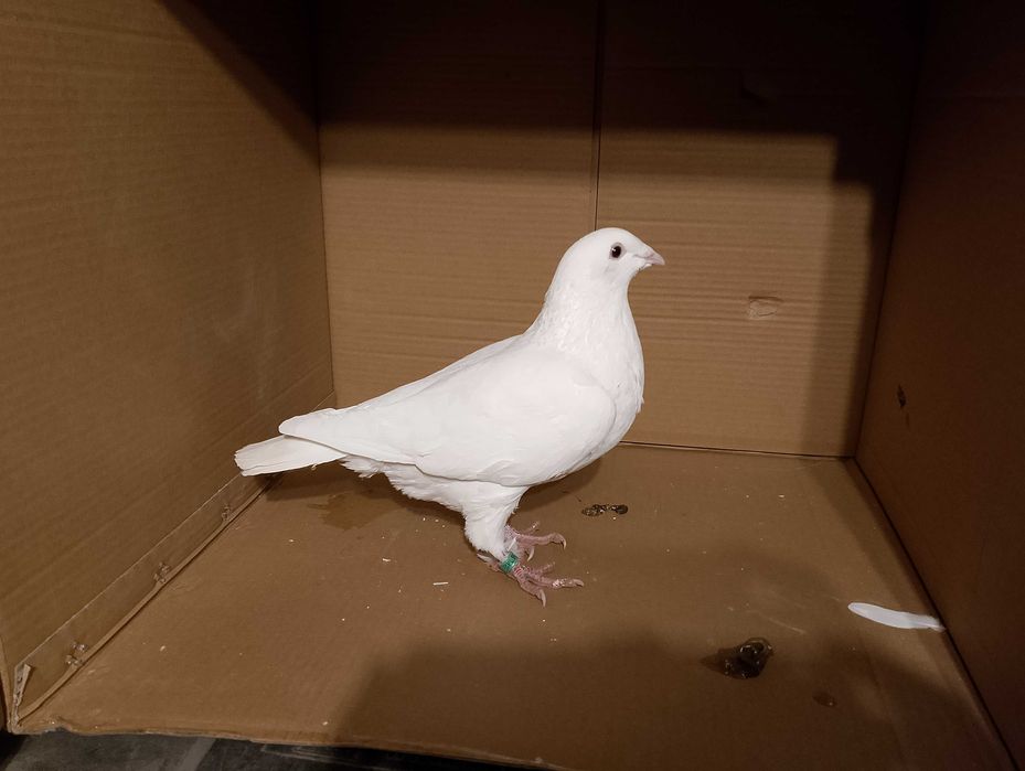 Gołębie pocztowe samiczka 2025