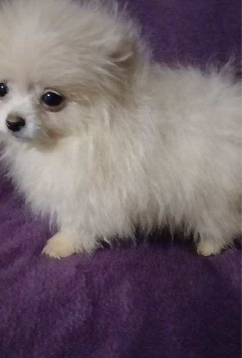 Девочка шпица мини