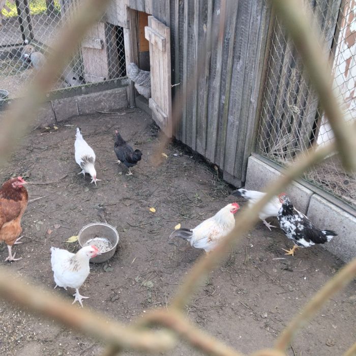 Sprzedam liliputki młode