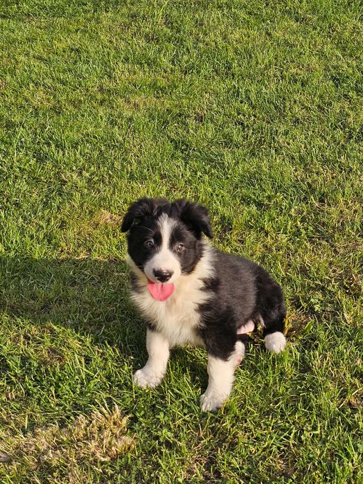 Border collie - gotowy do zmiany domku