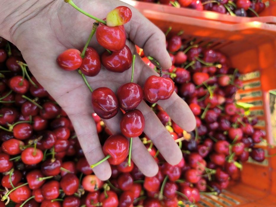 Cerejas de resende