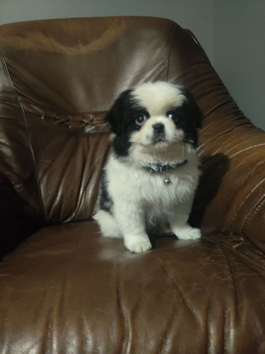 Japan Chin szczeniak