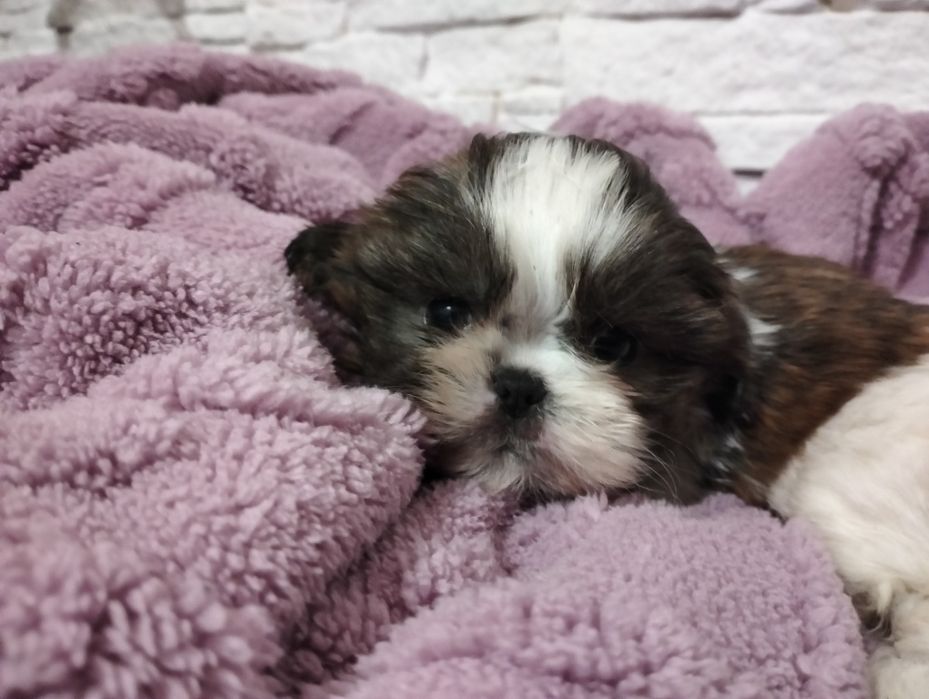 Shih tzu tricolor