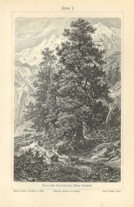 Drzewo II  oryginalna XIX w. grafika