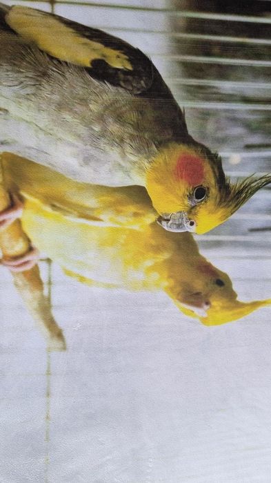 Nimfa papugi młode obrączkowane