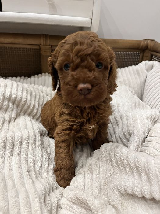 Suczka pudel Toy/Miniatura szczeniak