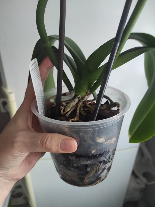 Орхидеи реанимашки