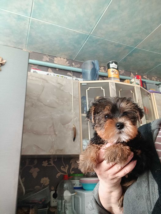 Мальчик йорикширский терьер.