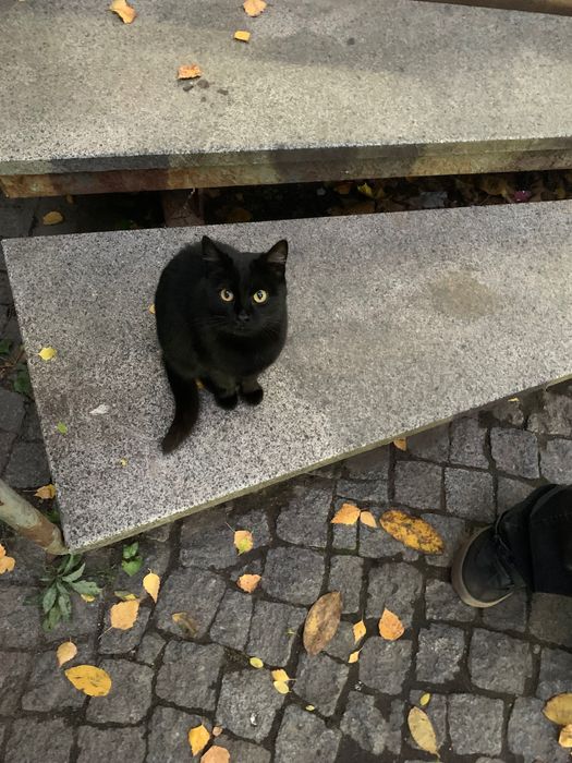 кішка Ілона хоче знайти родину