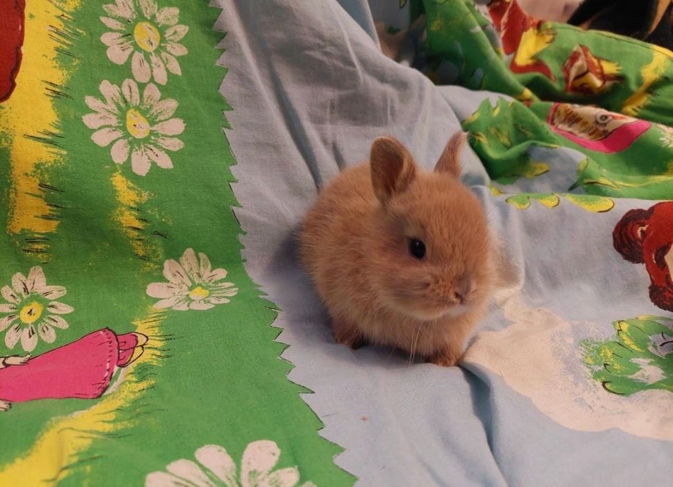 Нідерландський міні кролик