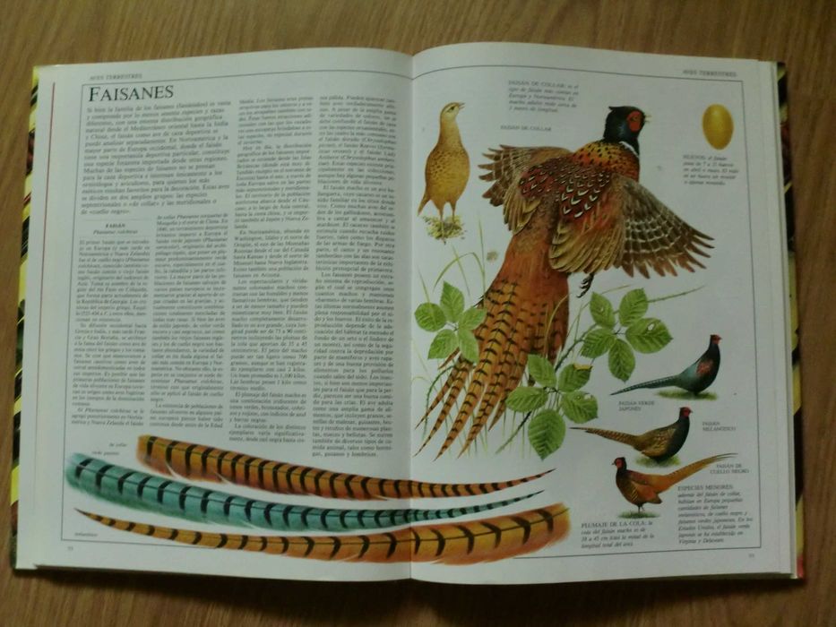 Guía completa de La Caza y el Tiro