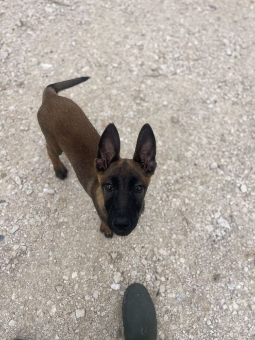 Cachorro macho belga