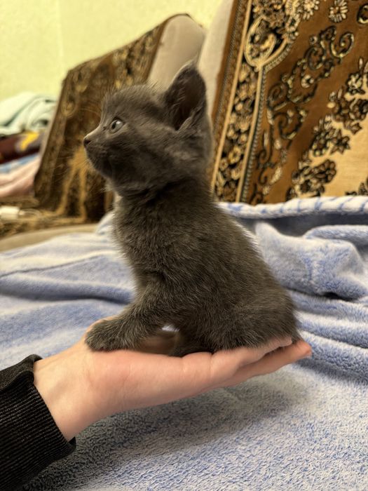 Кошеня (хлопчик) у добрі та люблячі руки