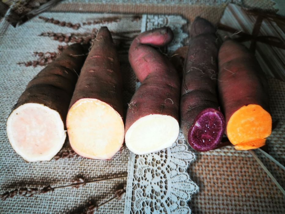 Продам батат для пророщування та на їжу