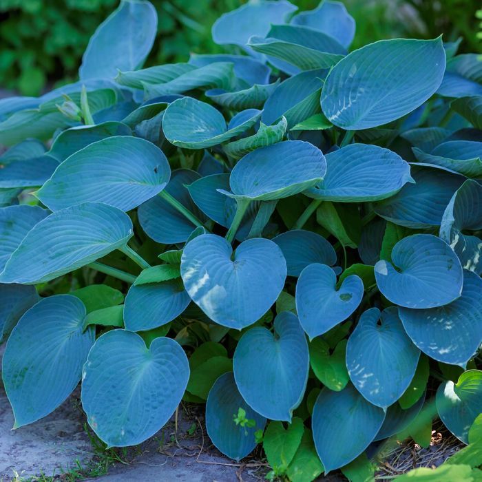 Funkia Hosta 'Halcyon' Doniczka 2.0L Duże Niebieskie liście