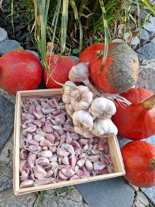 Czosnek ozimy harnaś