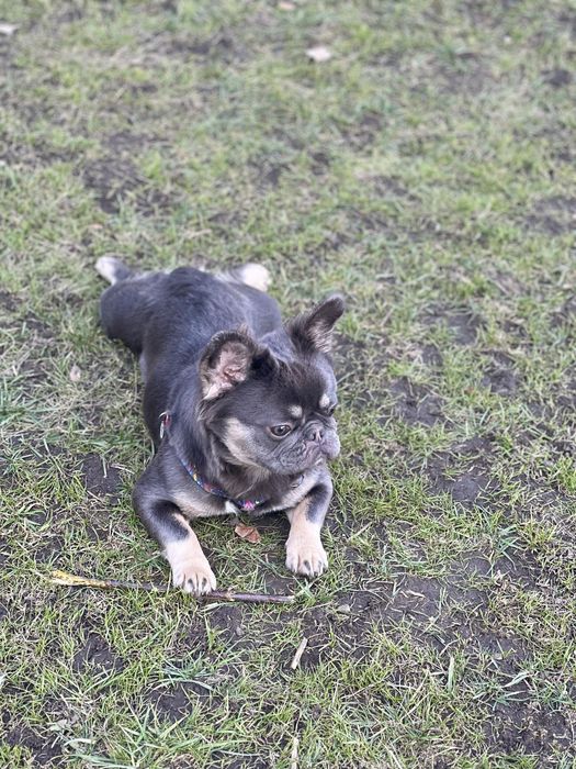 Французький бульдог