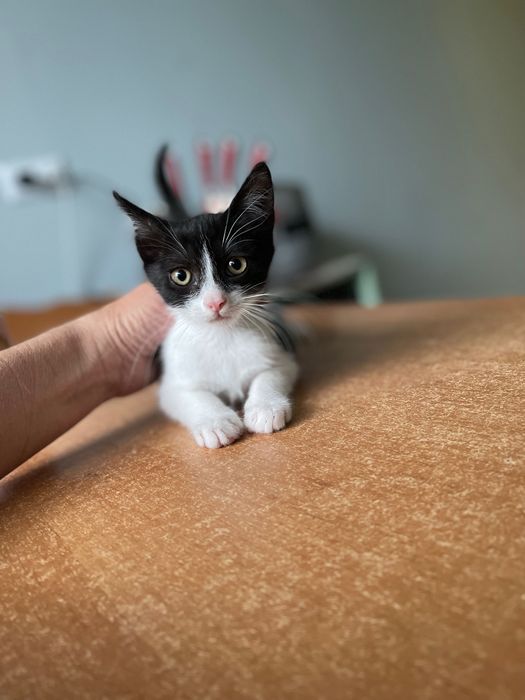 Котята котики отдам   ласковый котенок
