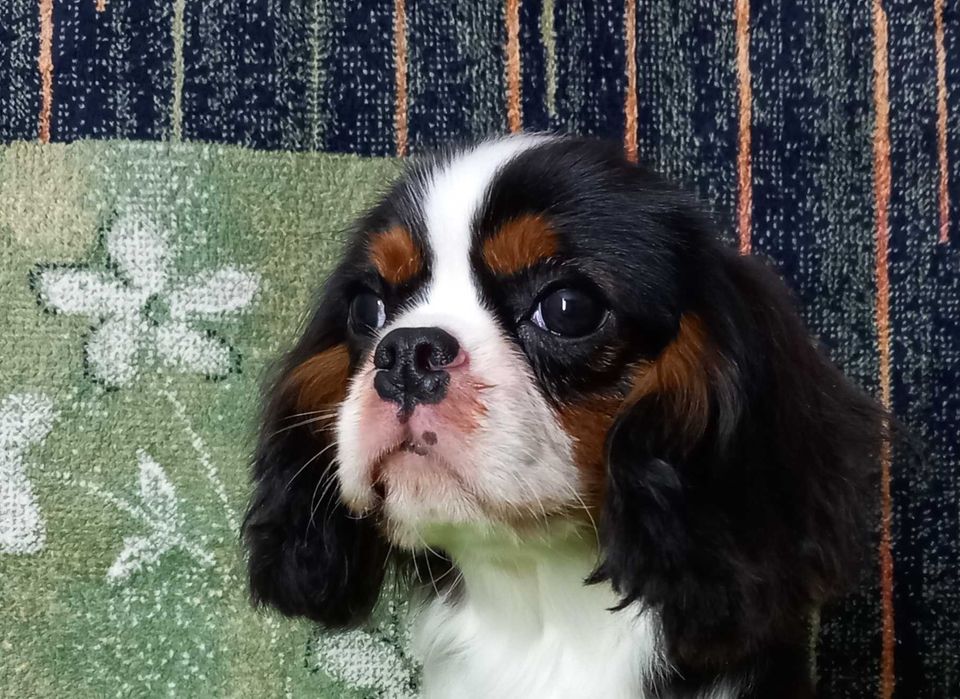 Кавалер кінг чарльз спаніель