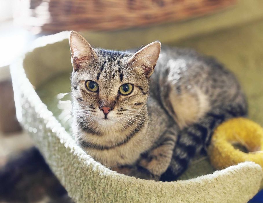 Молодий мілашний котик Патрік (4м) шукає люблячу родину! Кошеня