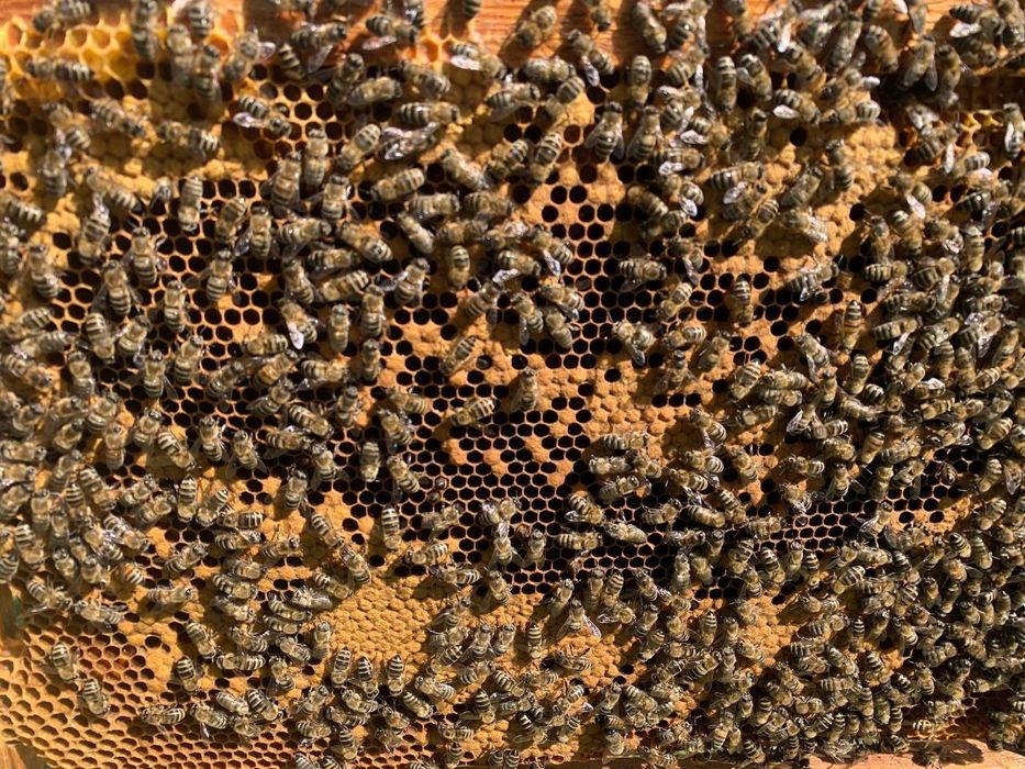 Продам пчелосемьи