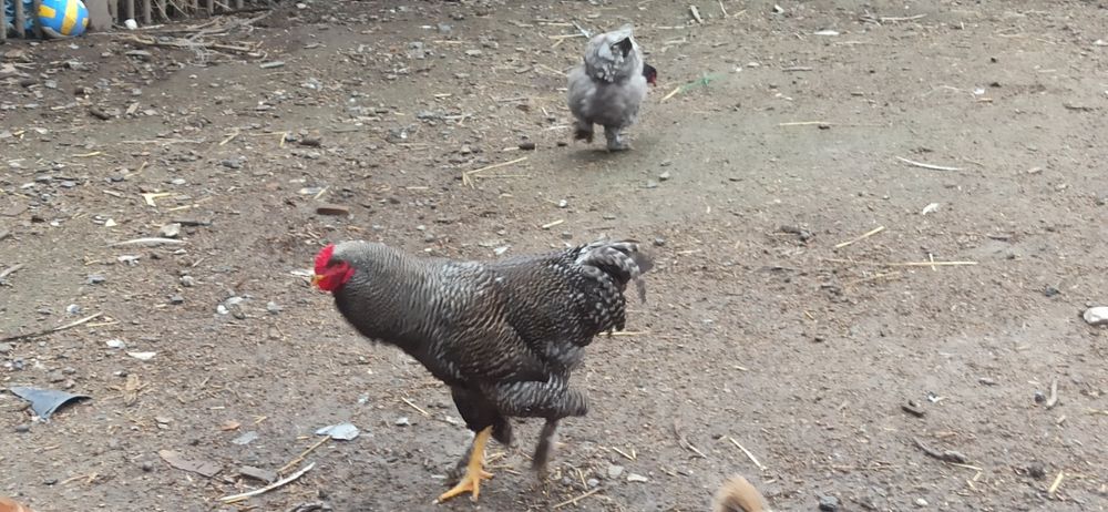 Sprzedam koguty jednoroczne.