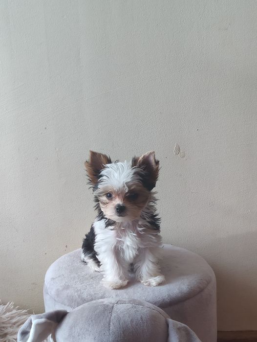 HARPER piękna suczka Yorkshire terrier Biewer