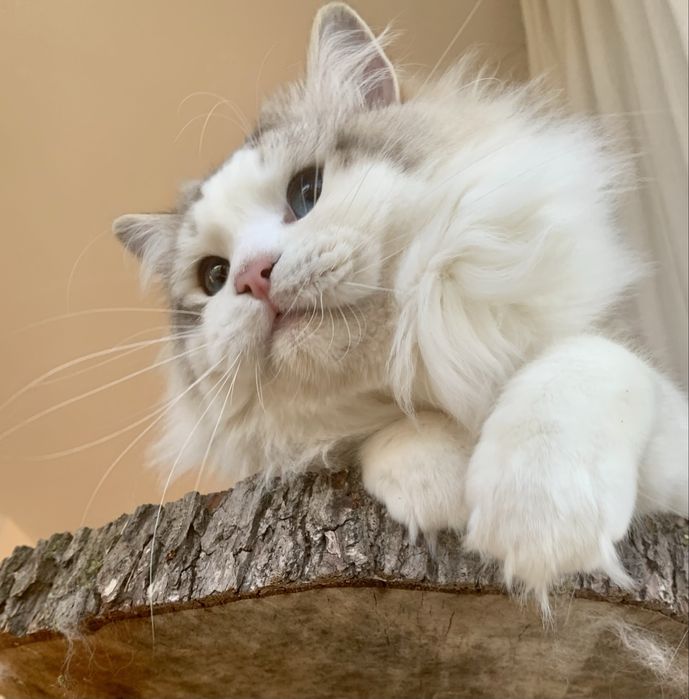 Ragdoll FPL kocurek blue mitted tabby