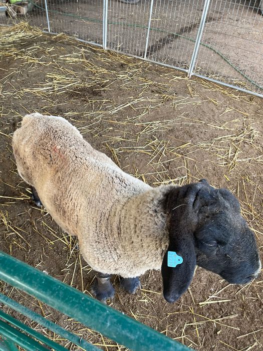 Carneiro raça Suffolk