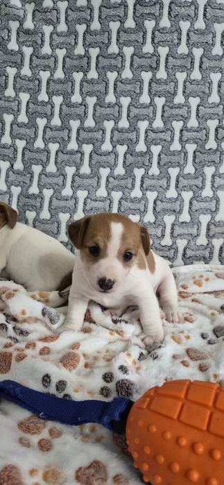 Jack russell Terrier suczka z rodowodem