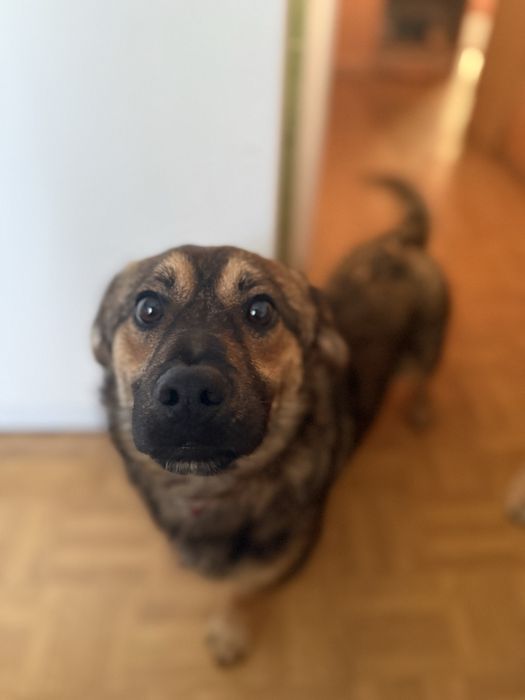 Adoptuj cudownego Tulipanka