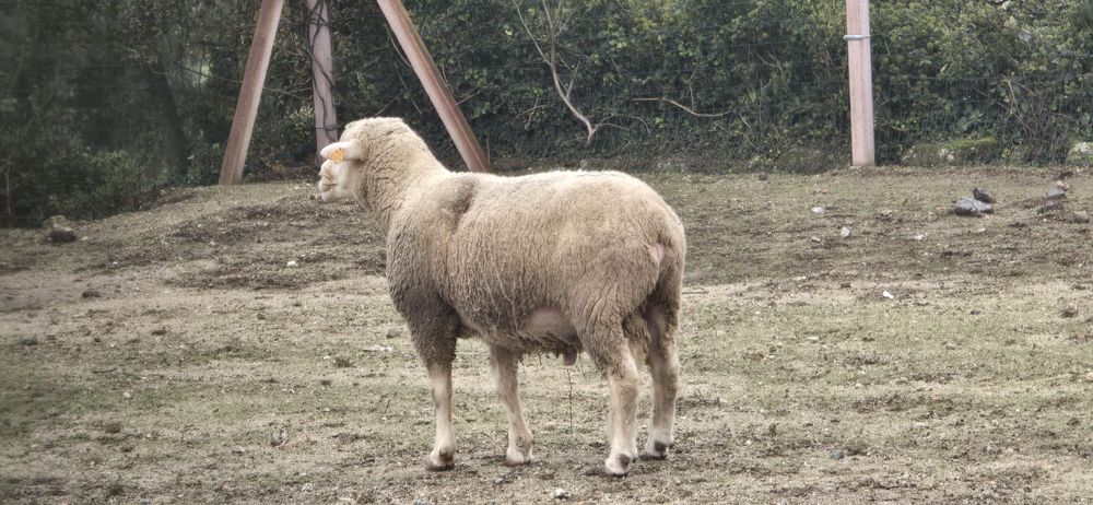 Carneiro il de france puro