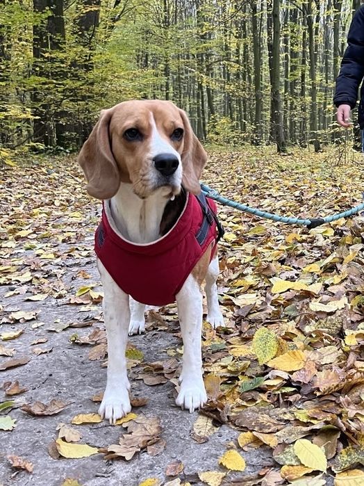 Цуценята біглята