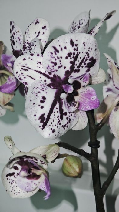 Орхідея фаленопсіс (перецвітає)