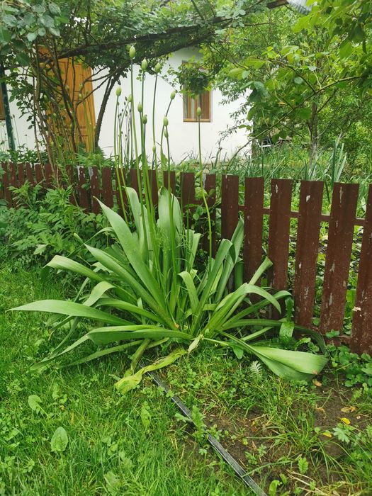 Аліум Декоративний часник чеснок