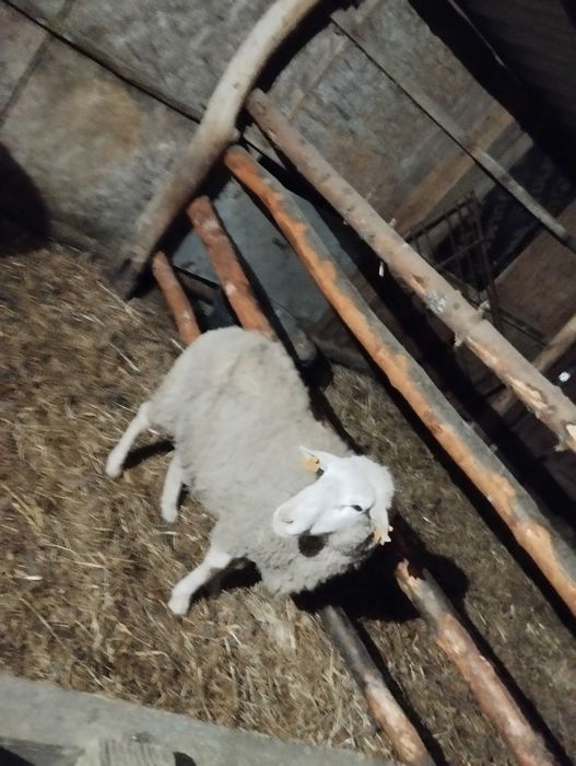 Mam na sprzedaż barana