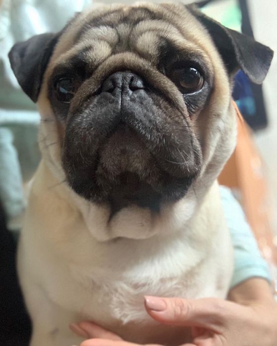 Шукаємо дівчинку для мопса