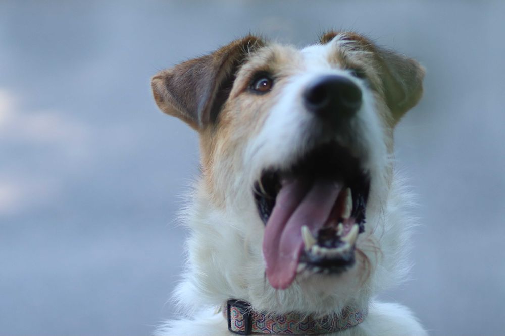 Uroczy Bazylek, guru sprytu i śmiałości, czeka na psijaciela