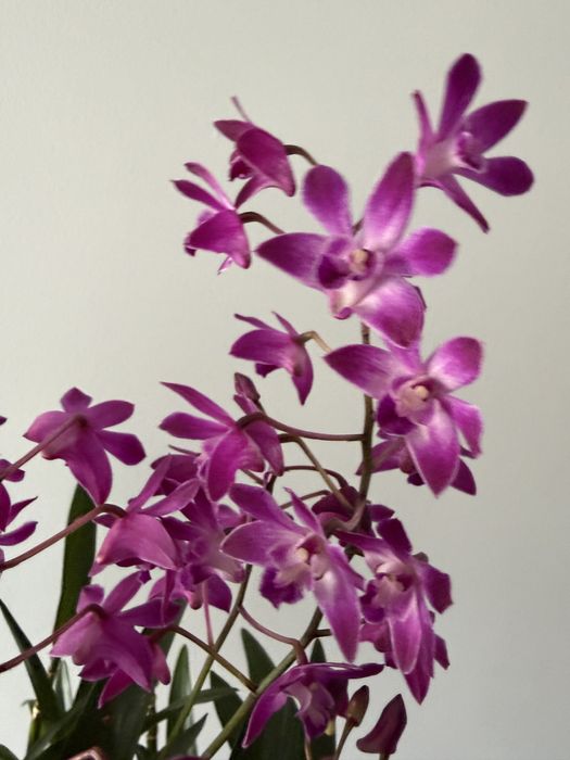 Orquidea dendrobrium kingianum