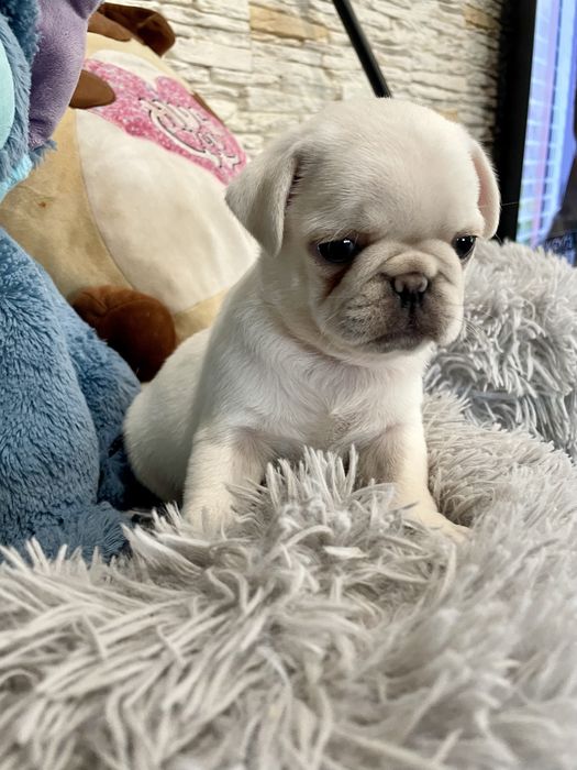 Mops biały samiec unikat