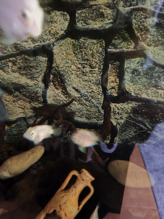 Peixe papagaio blue sapphire