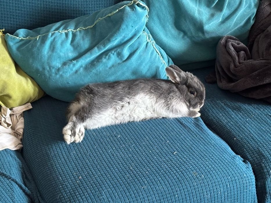 Pet Sitting & Reiki 4 Pets em Viseu