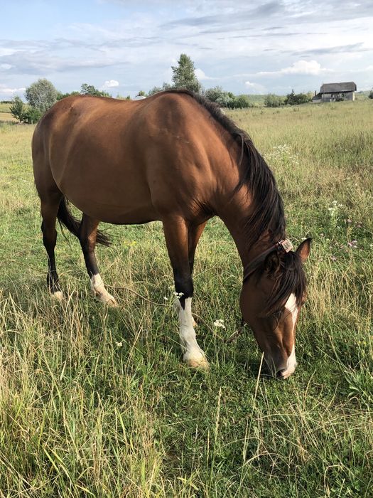 Продається кобила