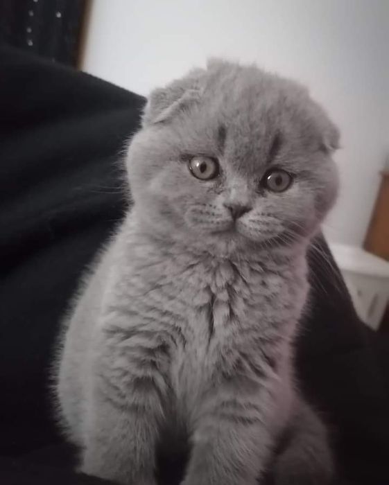 Scottish fold com alta qualidade de raça